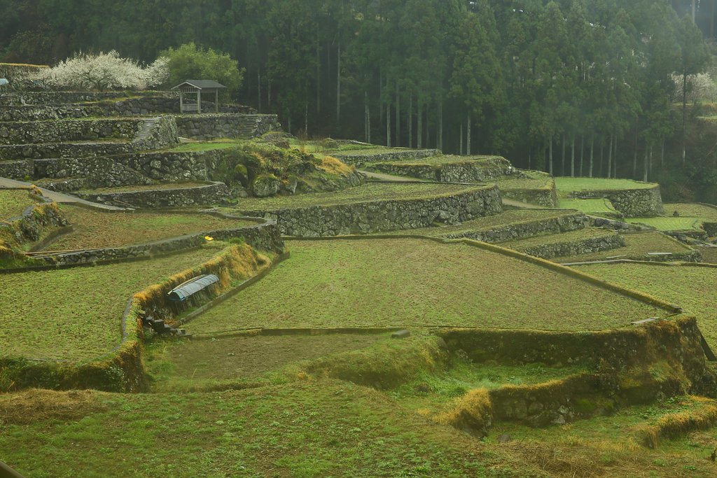 霧の棚田