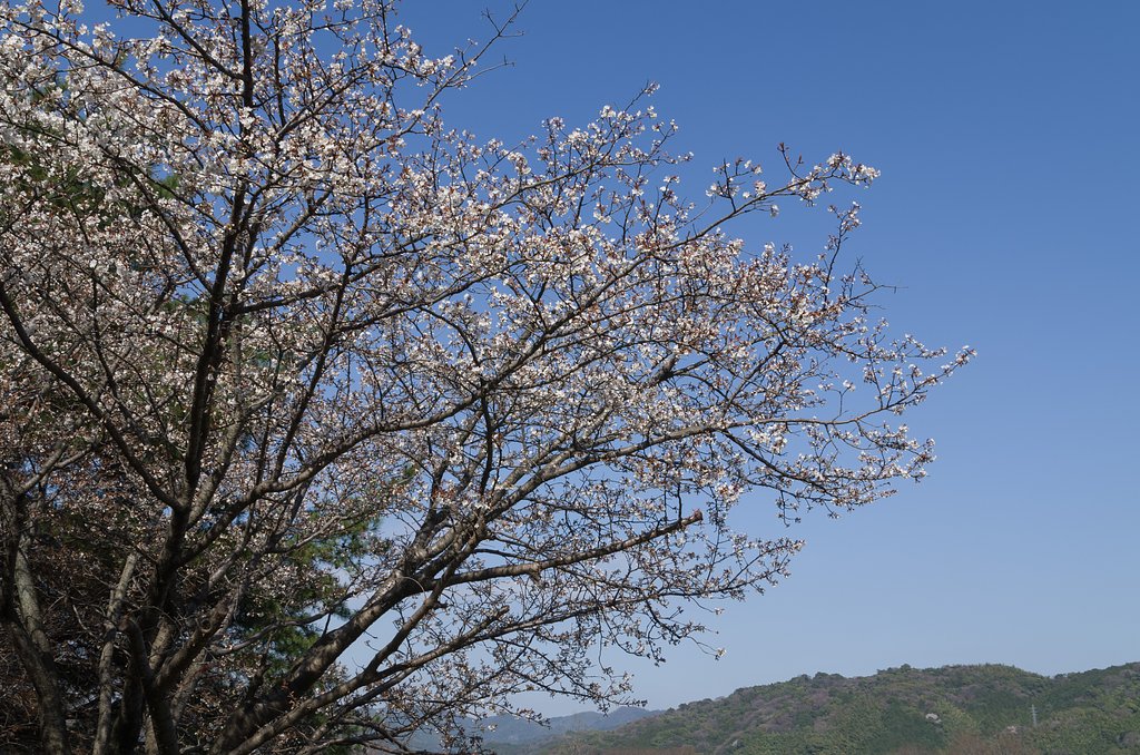 山桜