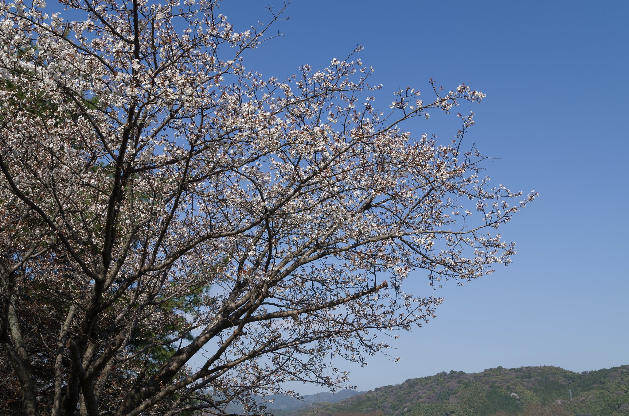 山桜
