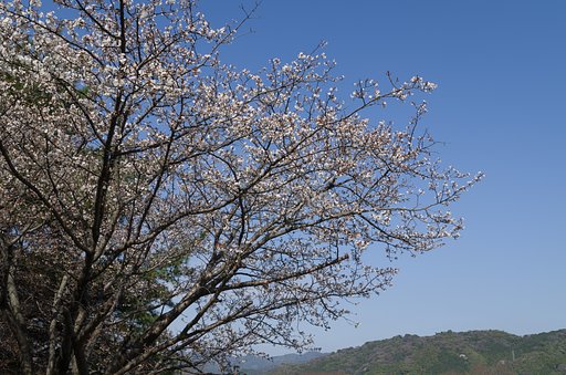 山桜