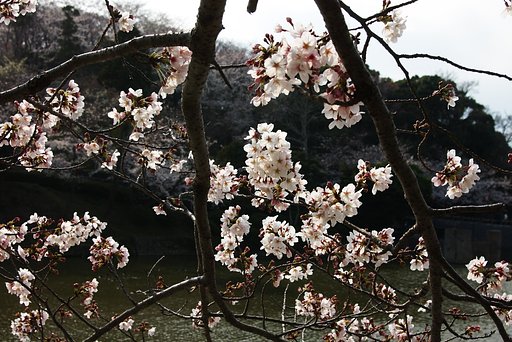 と、いうことで桜