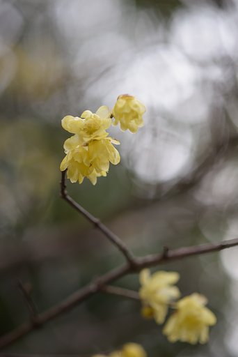 コシナツァイスMP100mm F2