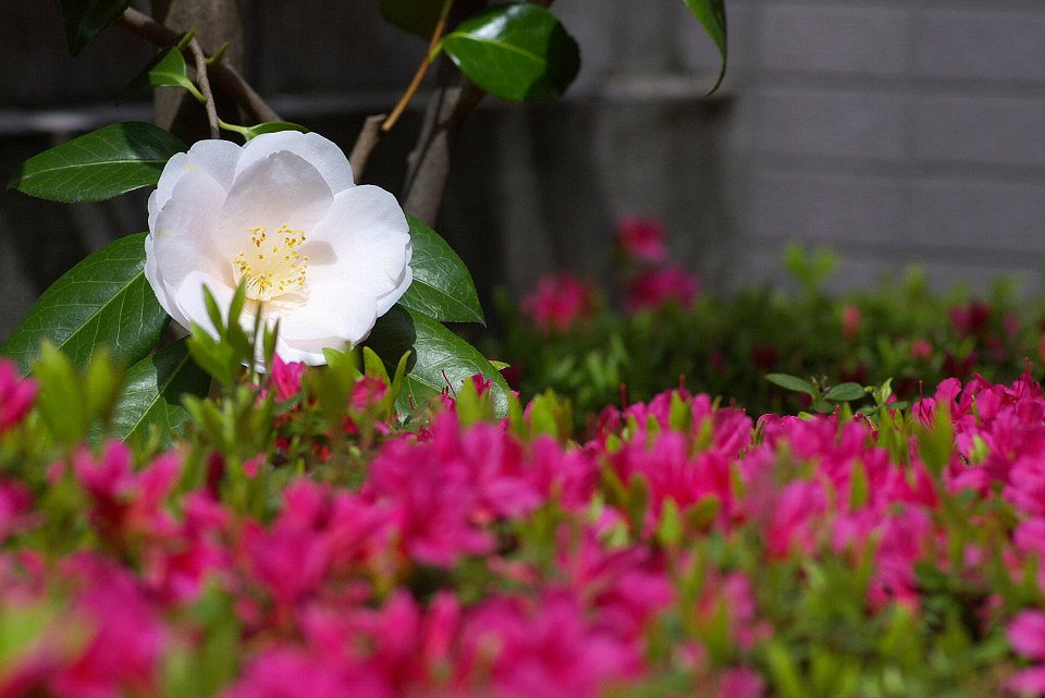 庭の花