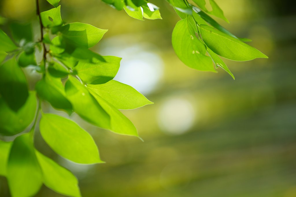 Otus 85mm F1.4 ZF2