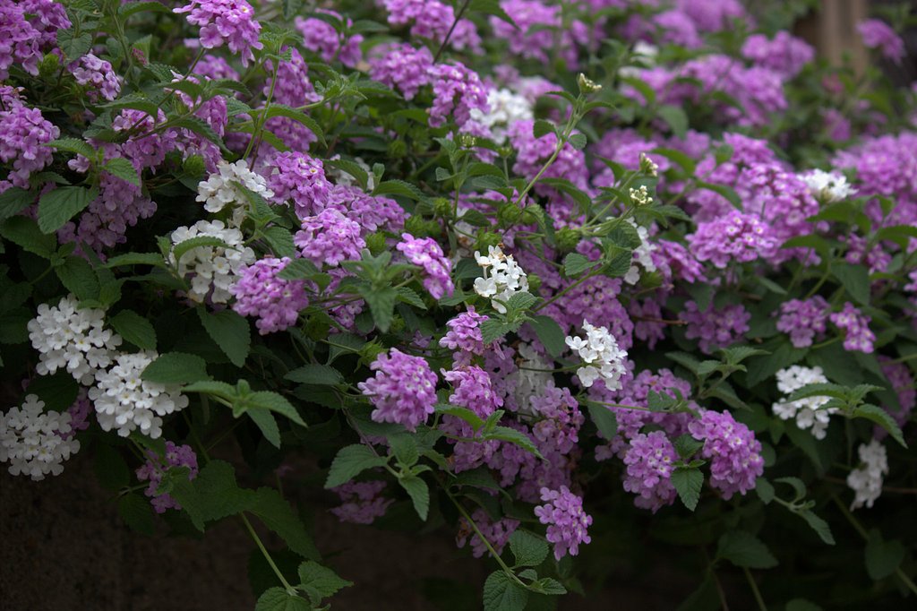 コバノランタナ花盛り