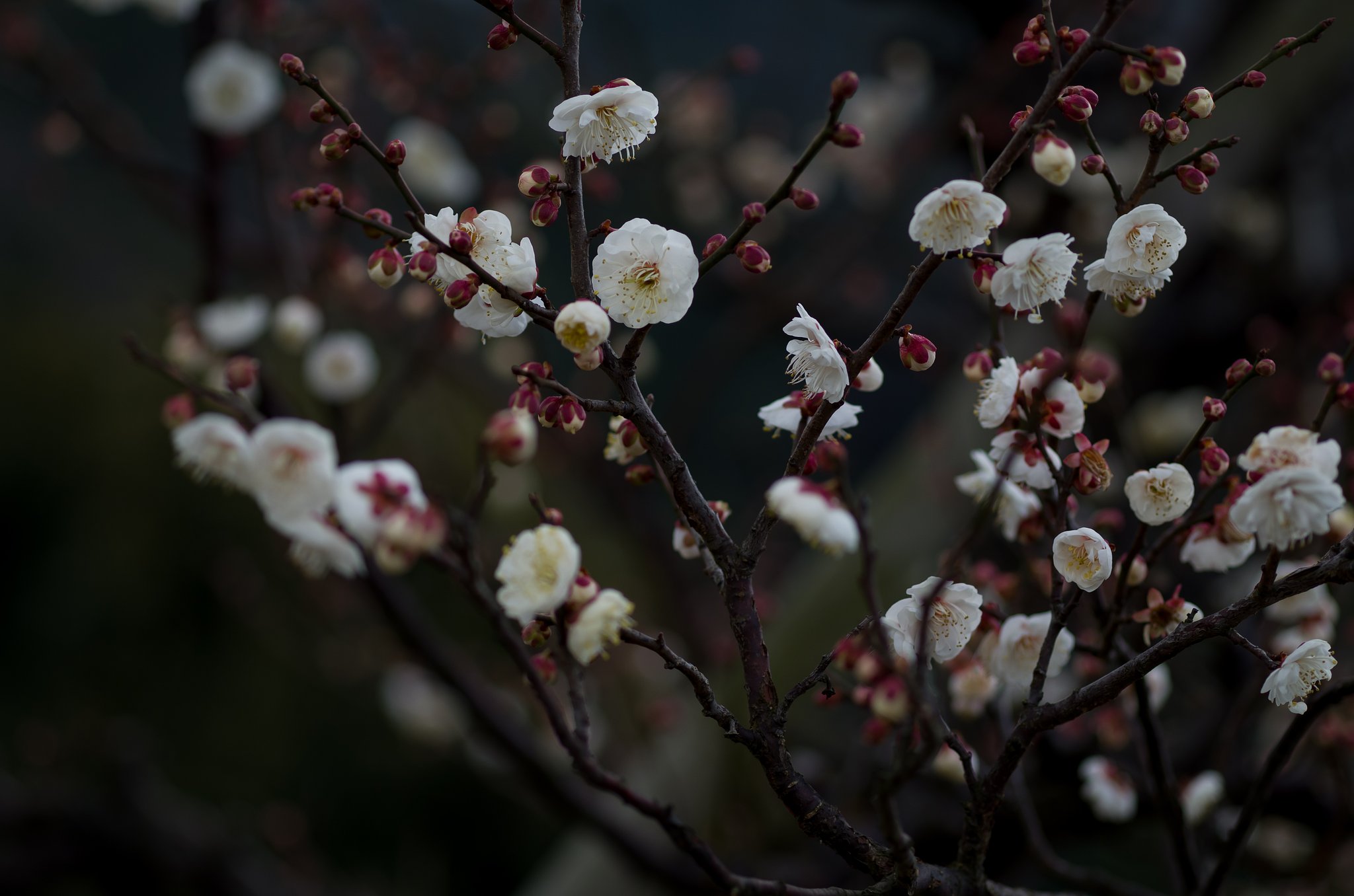 SIGMA MACRO 70mm F2.8 