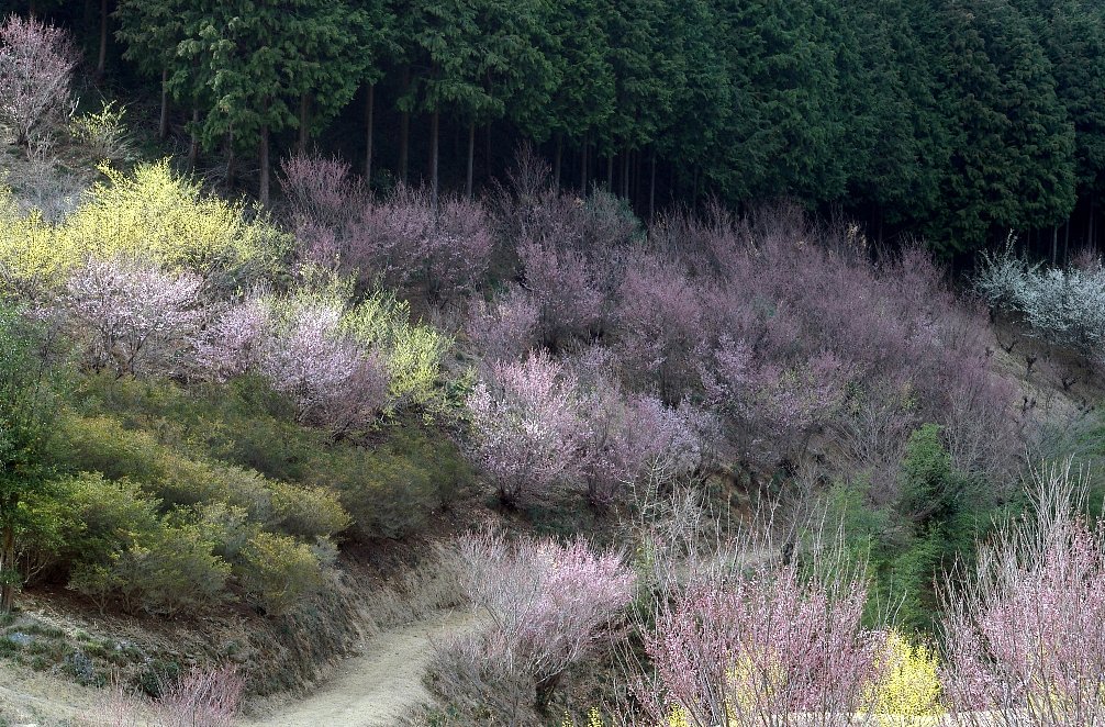 【春】里山に佇む