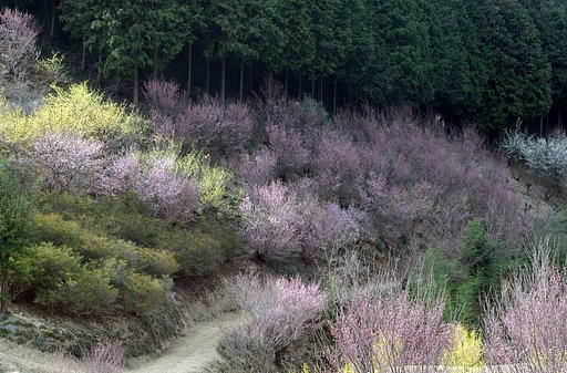 【春】里山に佇む