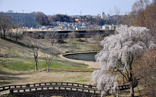 公園のしだれ桜