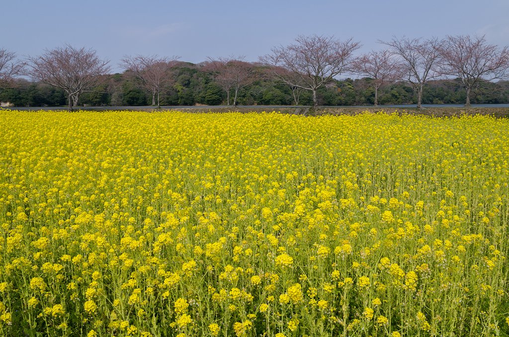 開花待ち