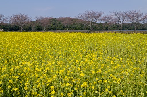 開花待ち