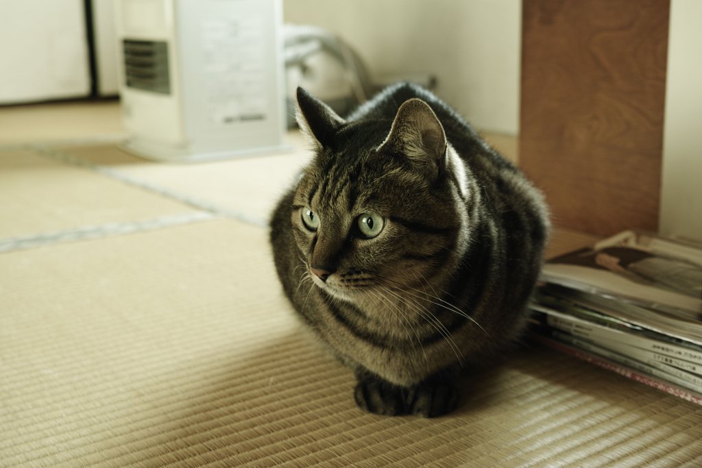 ねこ