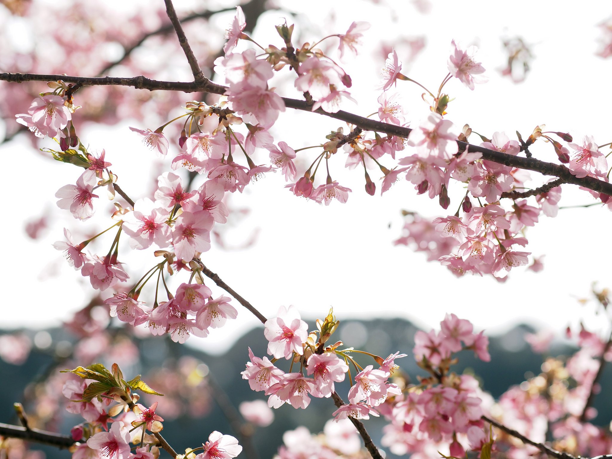 桜の宴