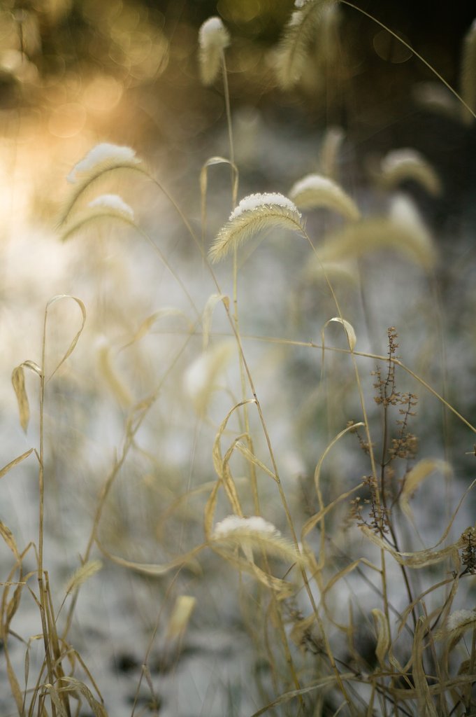 Y/C   P50mmF1.4AEJ