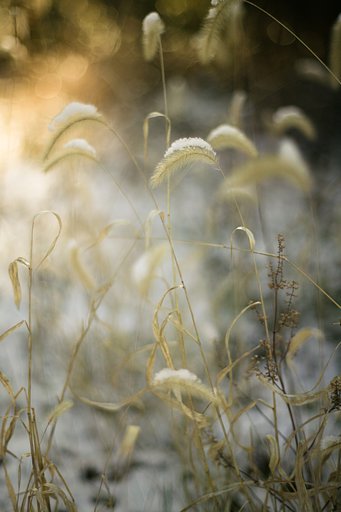Y/C   P50mmF1.4AEJ
