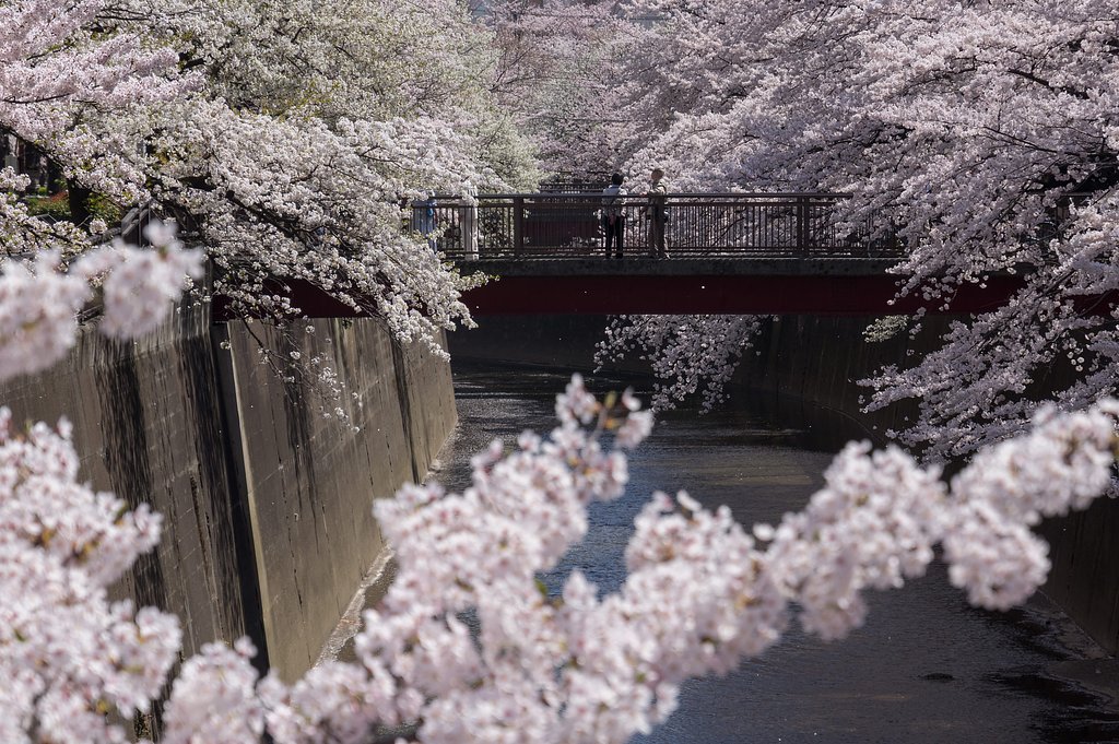 桜に包まれて