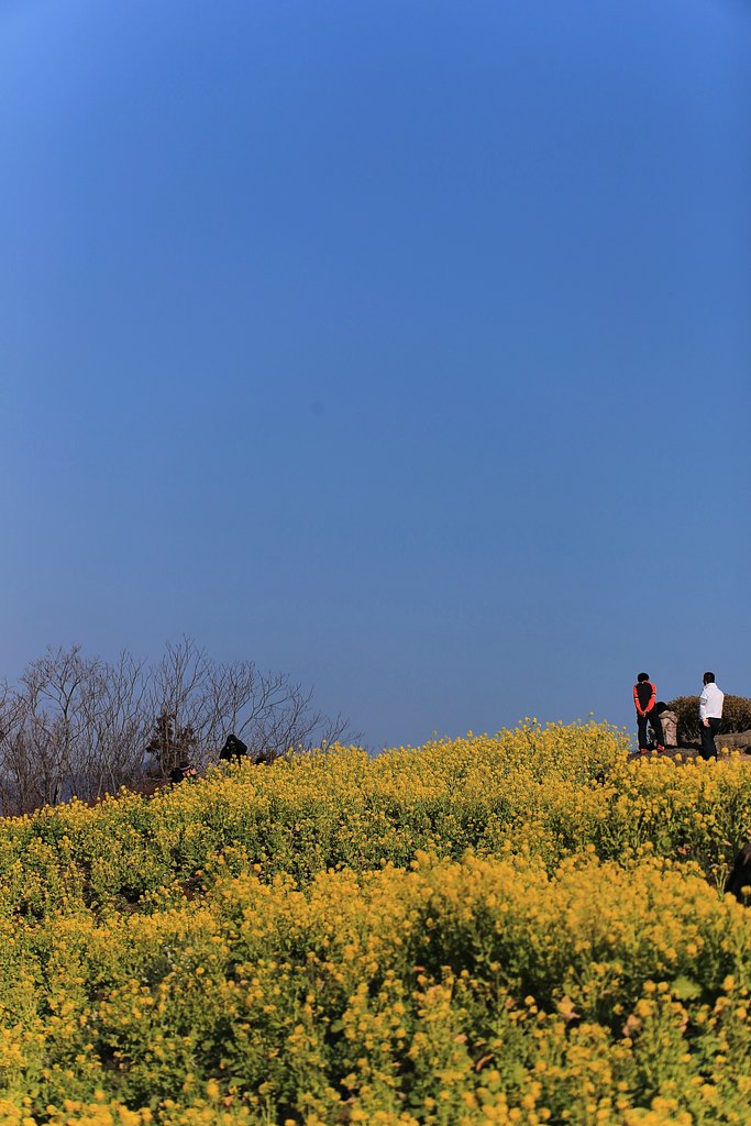 菜の花・空