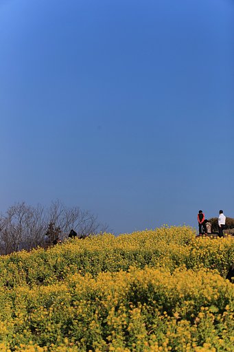 菜の花・空