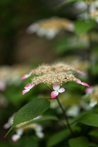 EF100mm F2.8 L MACRO IS USM