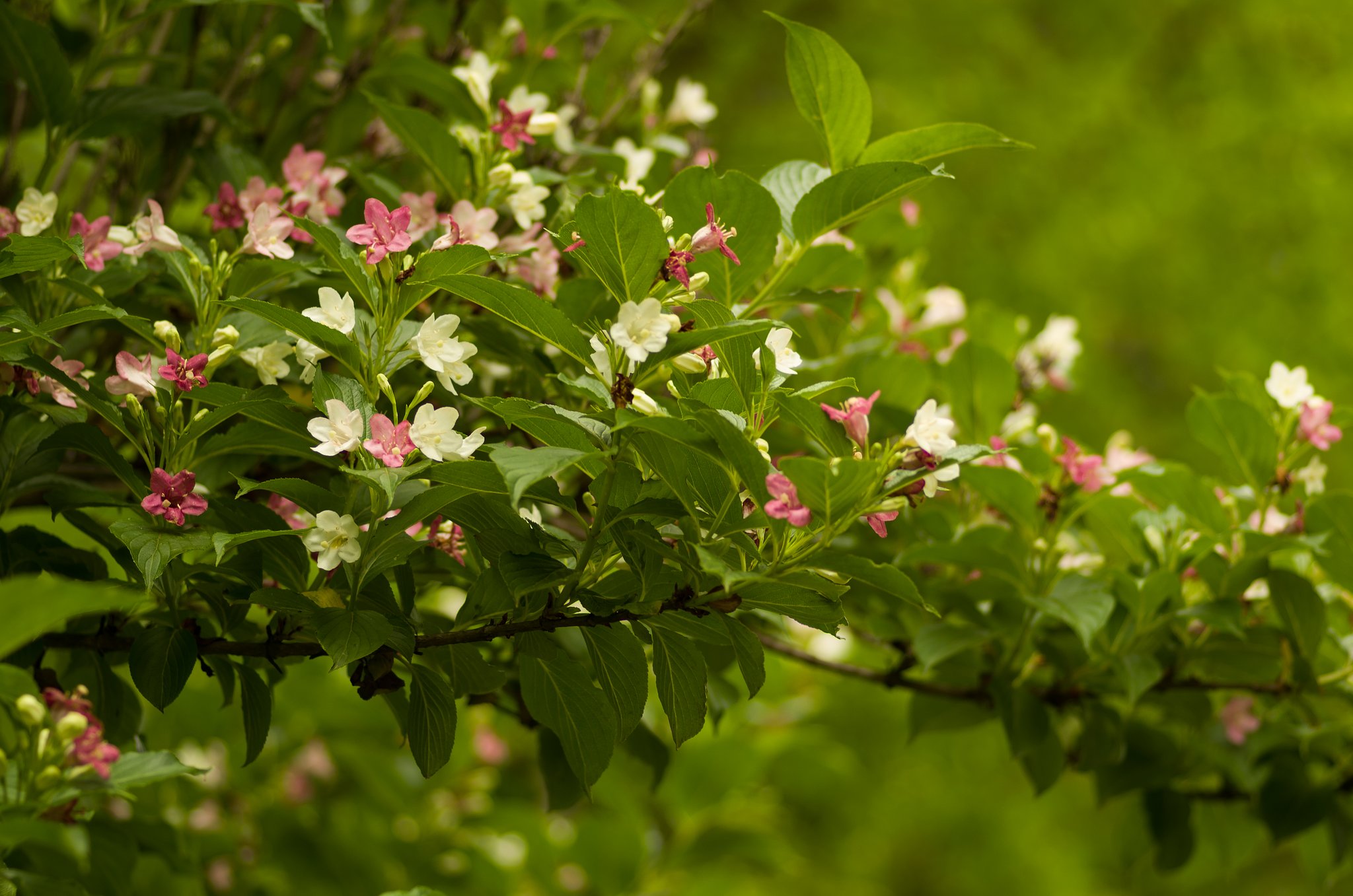 PENTAX-D FA MACRO 100mmF2.8 