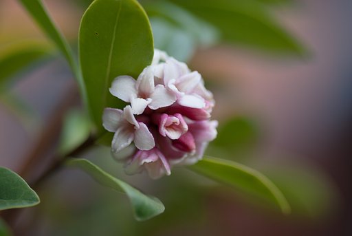 沈丁花が咲きました。