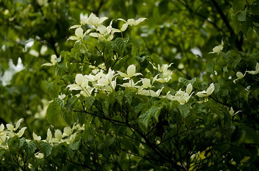 山法師