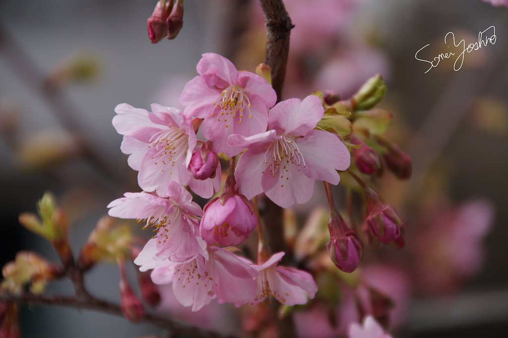 桜