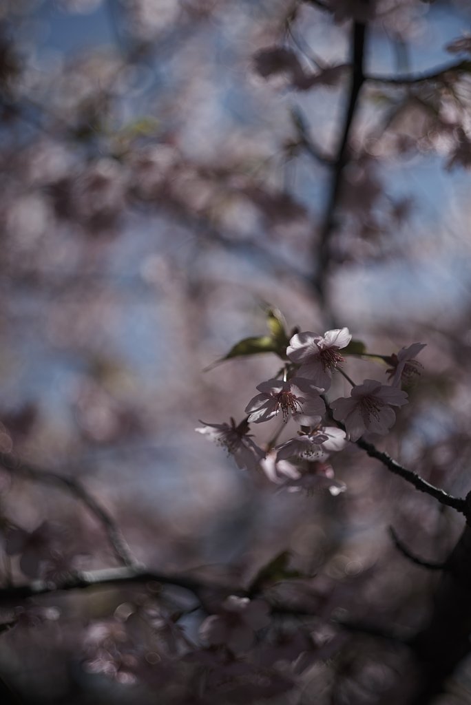 SUMMICRON F=5cm 1:2 