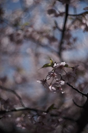 SUMMICRON F=5cm 1:2 
