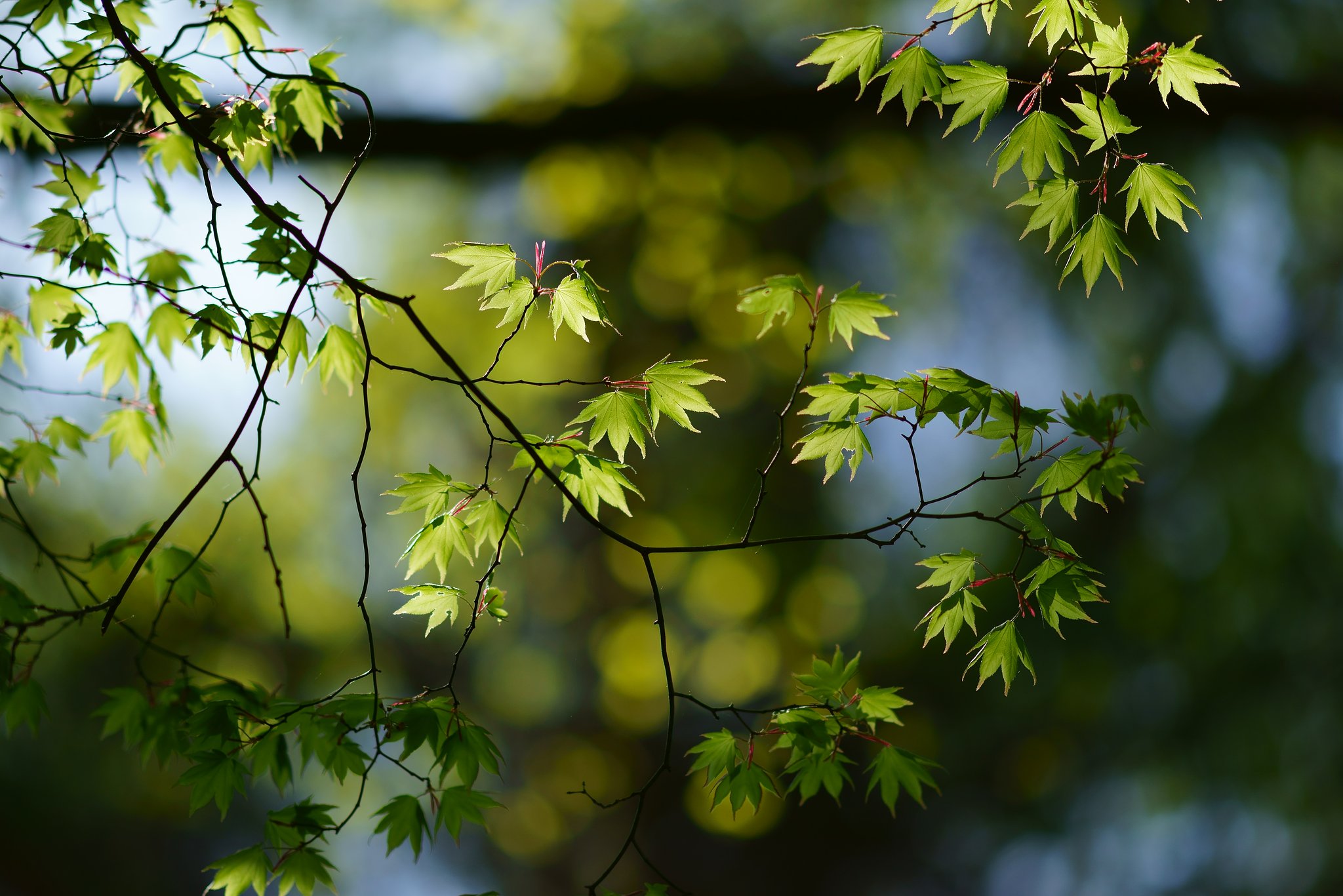 Sonnar 135mm F1.8 ZA