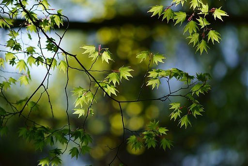 Sonnar 135mm F1.8 ZA