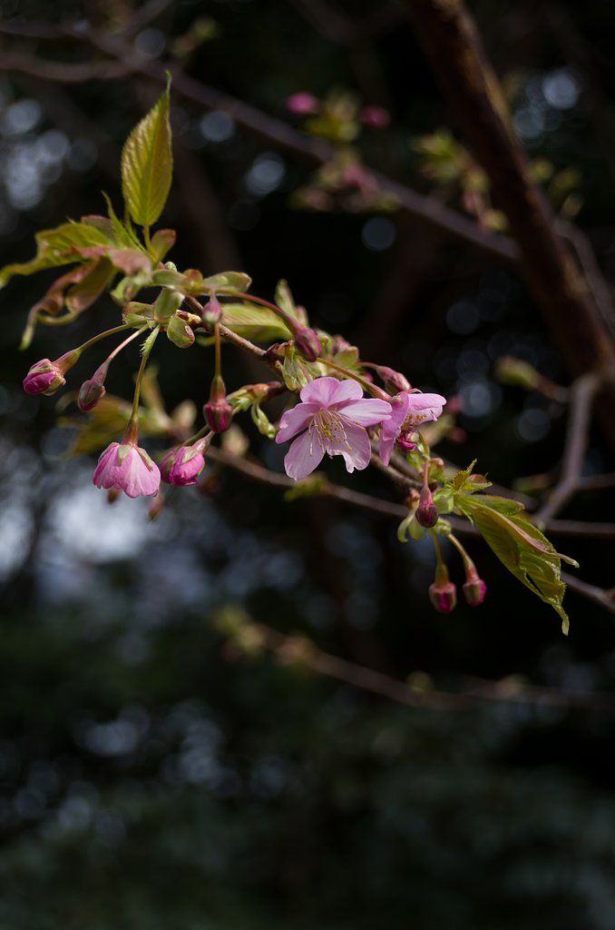 桜