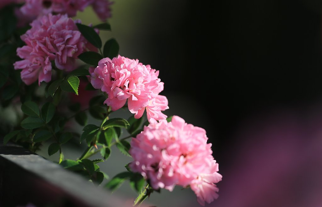 朝の薔薇