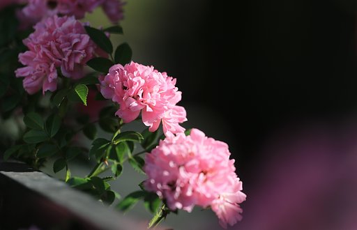 朝の薔薇