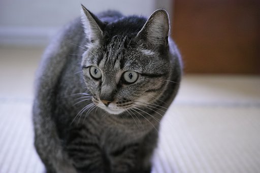 例のブツ入手