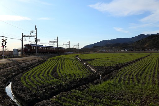 美しいライン