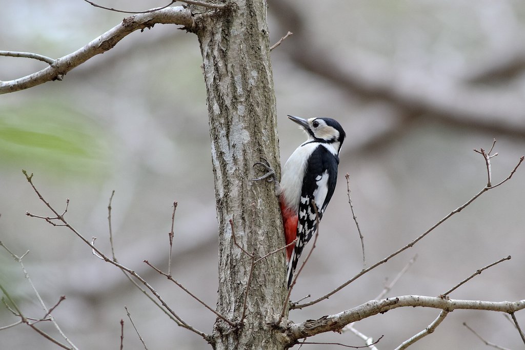 アカゲラ♀