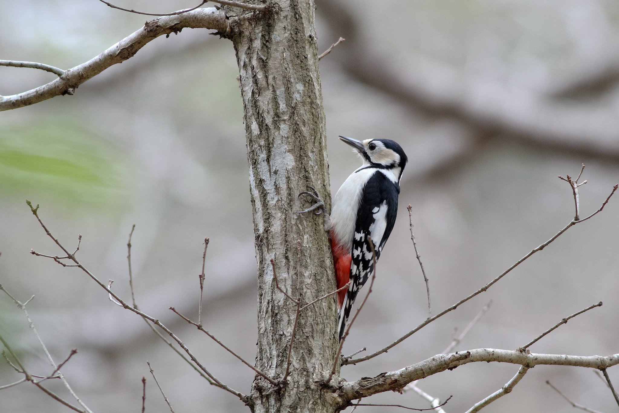 アカゲラ♀