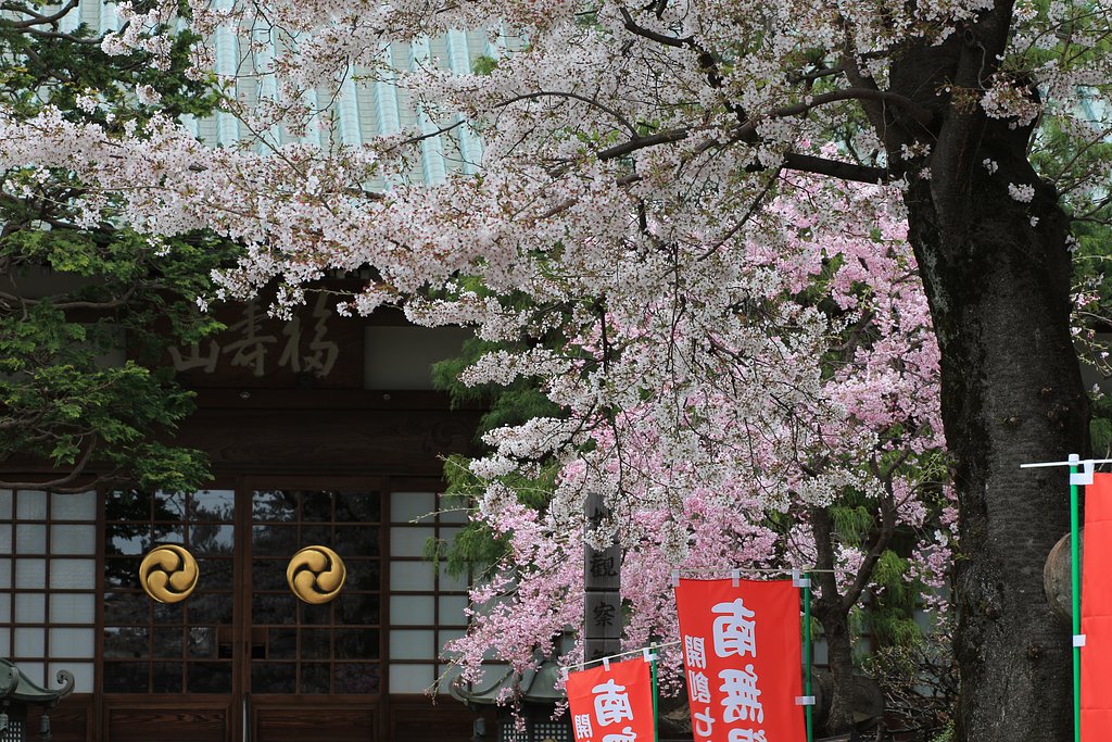 お寺のサクラ