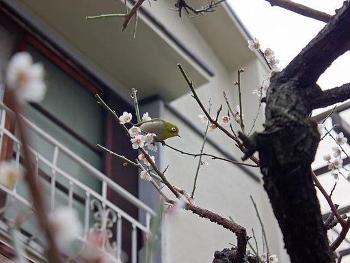 ご近所の梅模様