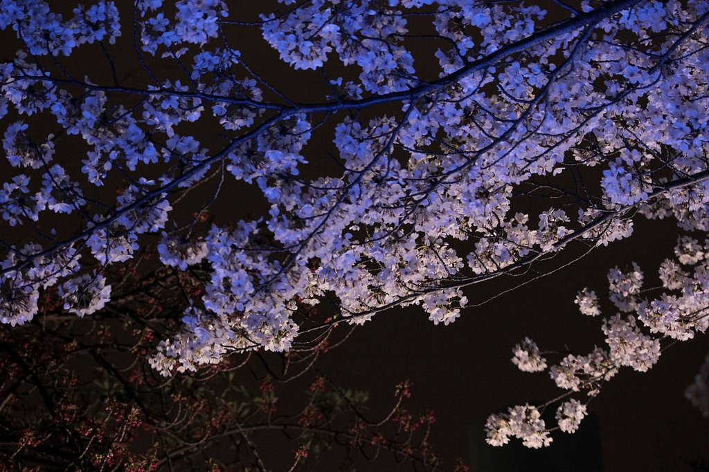 【影遊び】 青い桜影 