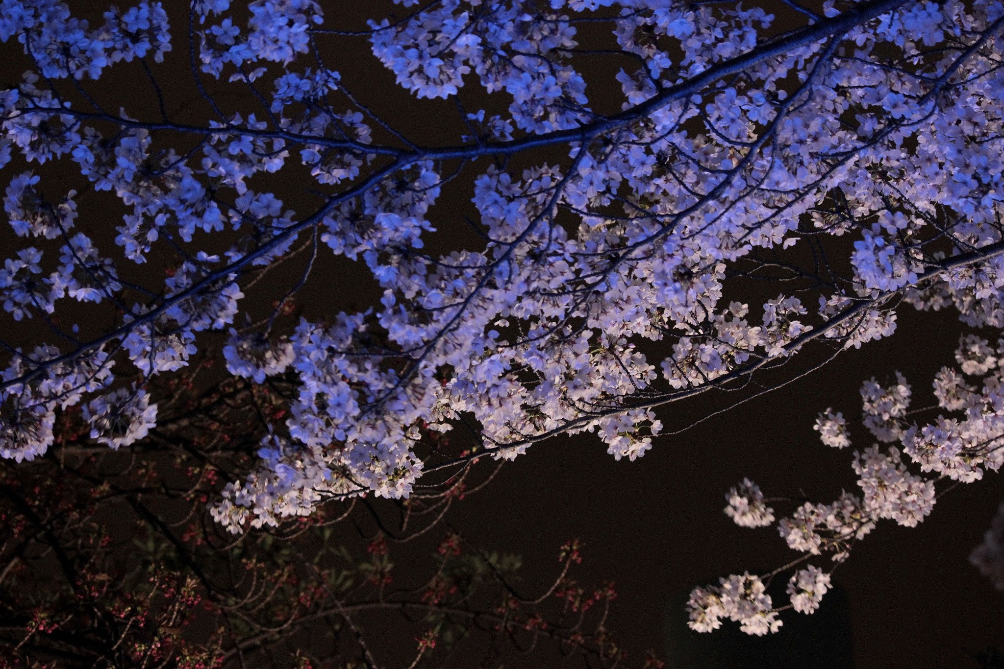 【影遊び】 青い桜影 
