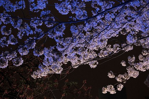 【影遊び】 青い桜影 
