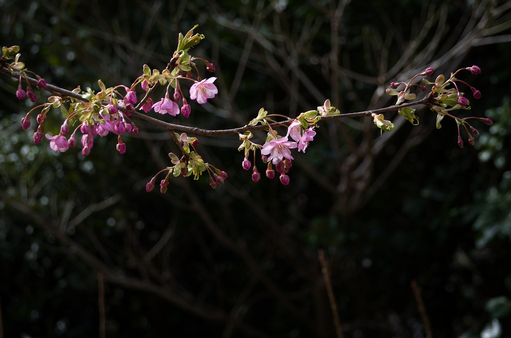 河津桜