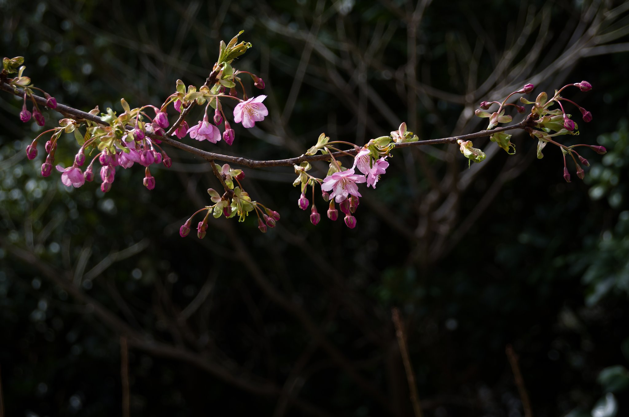 河津桜