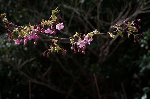 河津桜
