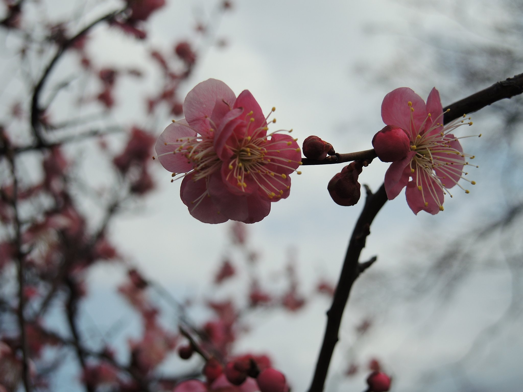 梅花　これから開花します。