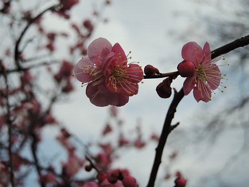 梅花　これから開花します。