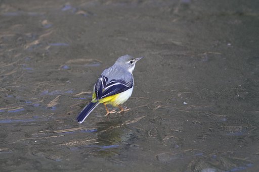 キセキレイ
