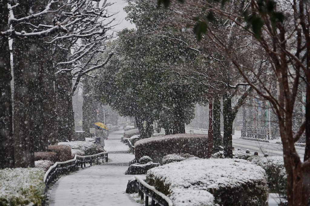 雪の朝